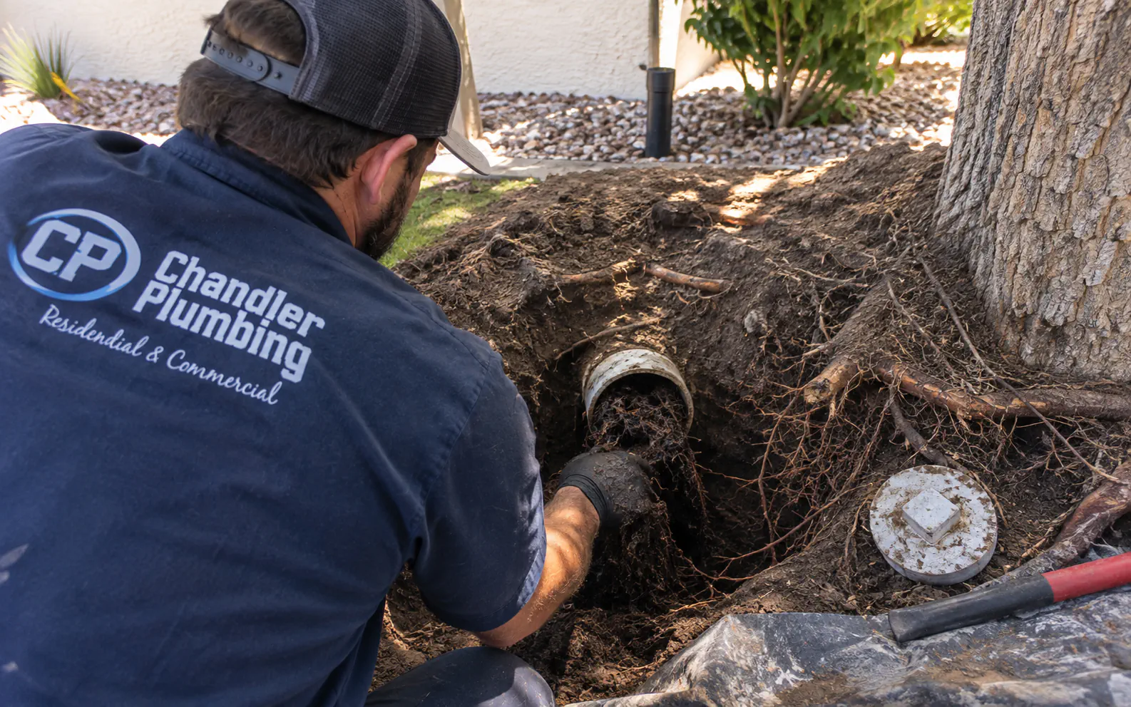 Tree roots near an exposed sewer line in an Arizona yard